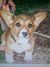 Steph's puppy_tiny